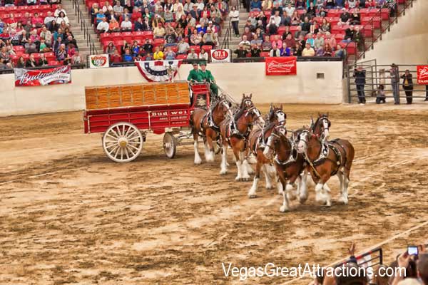 Budweiser Clydesdale show at South Point Casino, Las Vegas