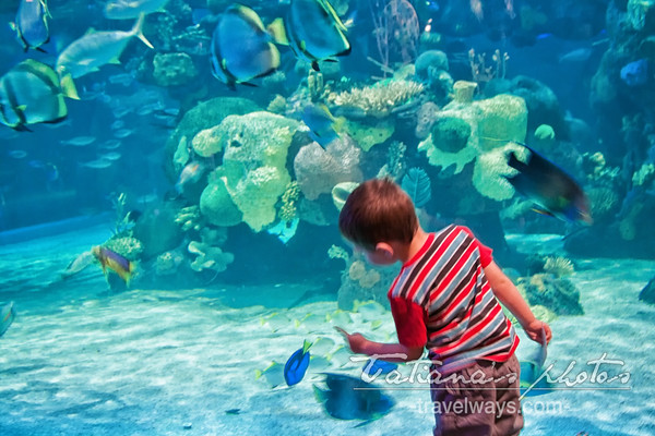 Kid watching the fish in the aquarium at Silverton hotel
