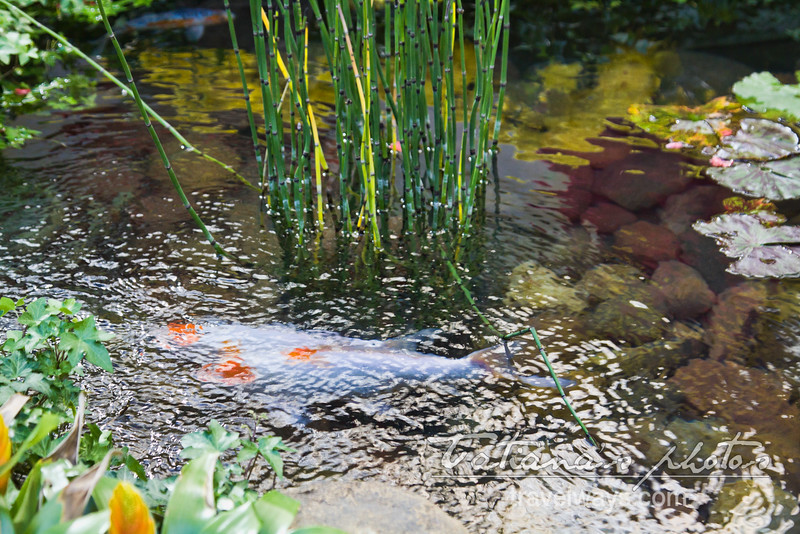 Fish pond at Bellagio Chinese New Year display