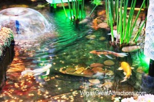 Fish pond at the Chinese New Year 2015, Bellagio, Las Vegas