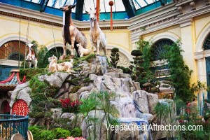 Goats at the Chinese New Year 2015, Bellagio